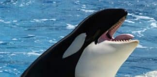 orca whale seaworld e1509386992825
