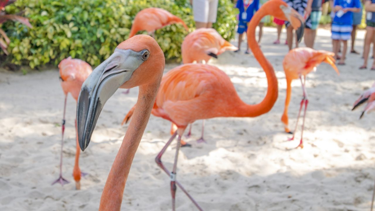 Discovery Cove Flamingos Added Mycentralfloridafamily Com