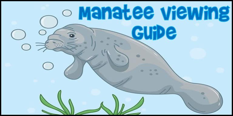 Manatee Viewing Guide 2022 for Central Florida