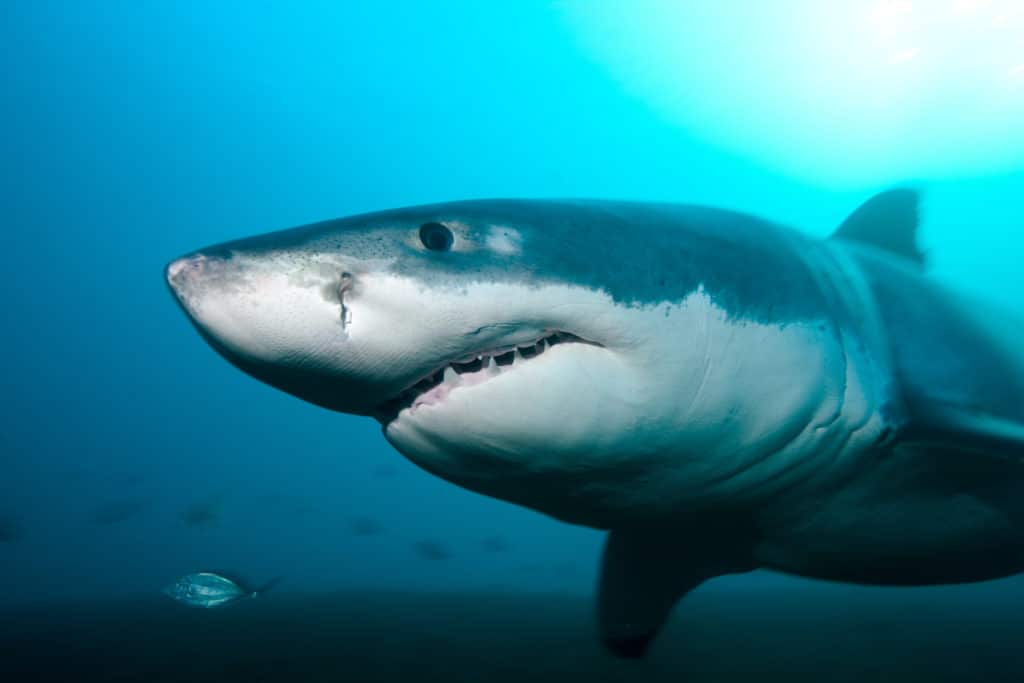 SeaWorld Celebrates Shark Week Ultimate Shark Experience 2023