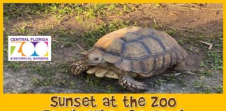 Sunsete at the Zoo Family Video Review