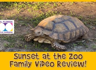 Sunsete at the Zoo Family Video Review