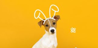 Altamonte mall pet photo with easter bunny e1616249227226