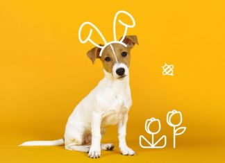 Altamonte mall pet photo with easter bunny e1616249227226
