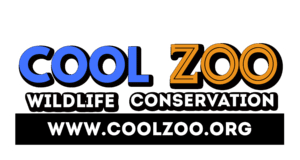 Cool Zoo e1662047336855