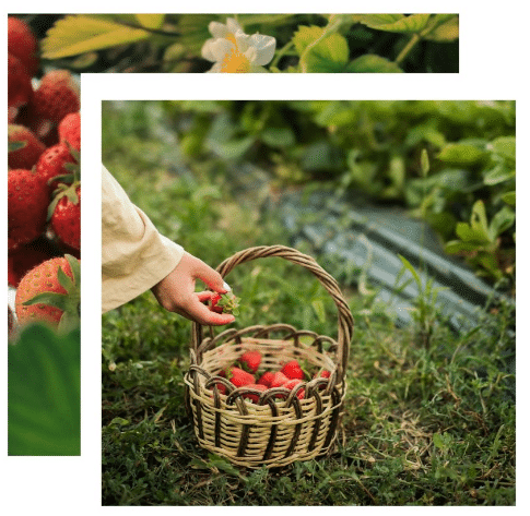 Amber booke farms strawberry festival