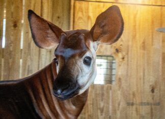 Brevard Zoo Okapi