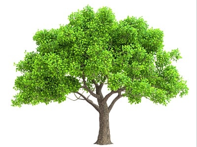 tree isolated on white background with alpha mask for easy isolation 3D illustration